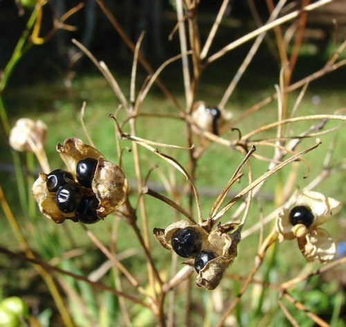 Belamcanda chinensis 'Königstiger'
