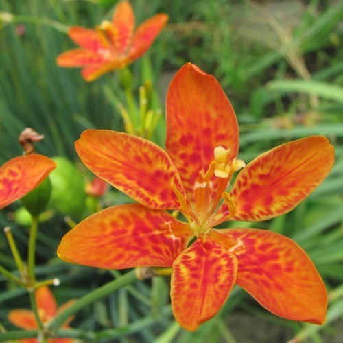 Belamcanda chinensis 'Königstiger'