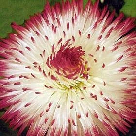 Bellis perennis 'Habanera'