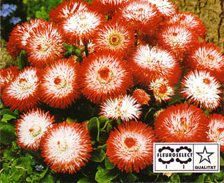 Bellis perennis 'Habanera'
