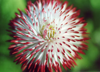 Bellis perennis 'Habanera'
