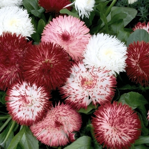 Bellis perennis 'Monstrosa' / 'Enorma Double Mixed'