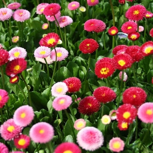 Bellis perennis 'Pomponette Mix'