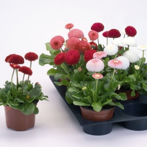Bellis perennis 'Pomponette Mix'