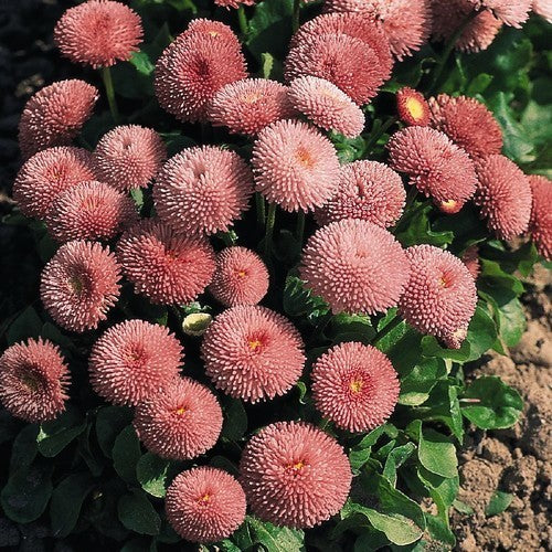Bellis perennis 'Pomponette Rose'