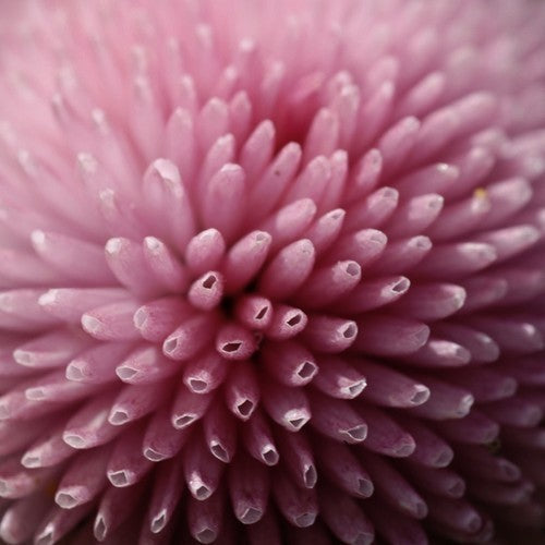Bellis perennis 'Pomponette Rose'