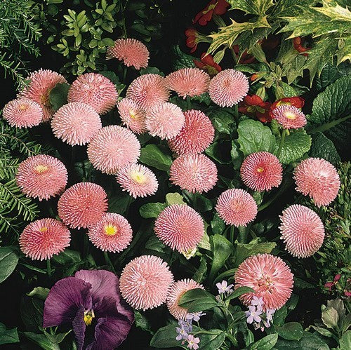Bellis perennis 'Pomponette Rose'
