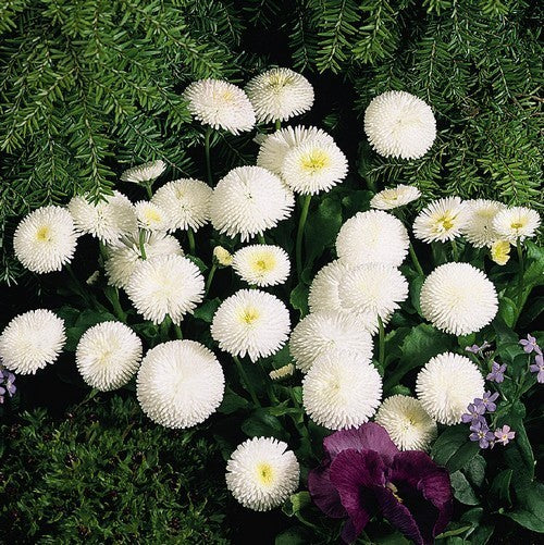 Bellis perennis 'Pomponette White'
