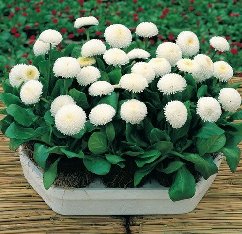 Bellis perennis 'Pomponette White'