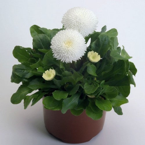 Bellis perennis 'Pomponette White'