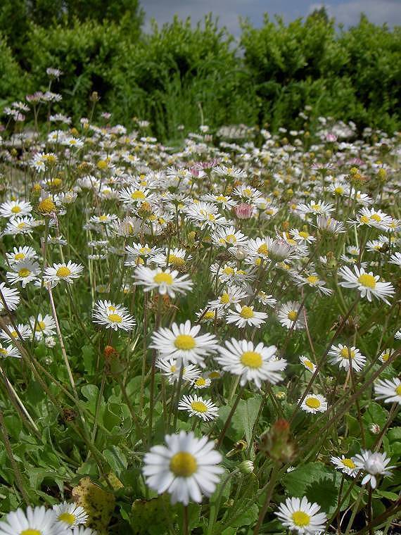 Bellis perennis de Gewone weidemadelief