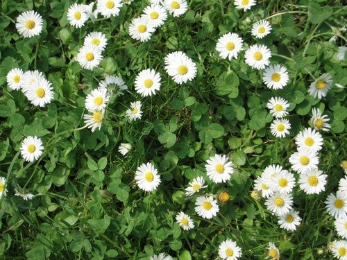 Bellis perennis de Gewone weidemadelief