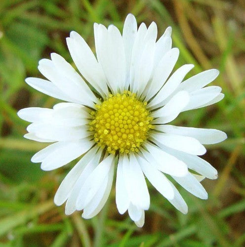 Bellis perennis de Gewone weidemadelief