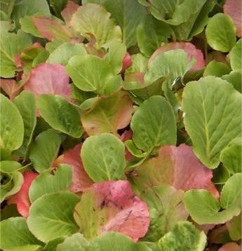 Bergenia cordifolia