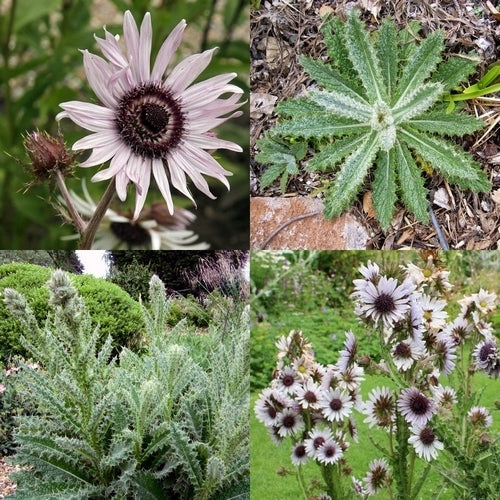 Berkheya purpurea
