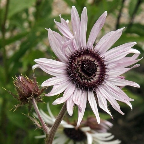 Berkheya purpurea