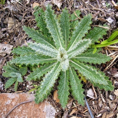 Berkheya purpurea