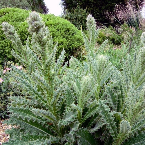 Berkheya purpurea