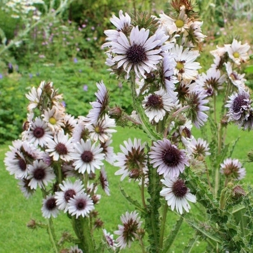 Berkheya purpurea