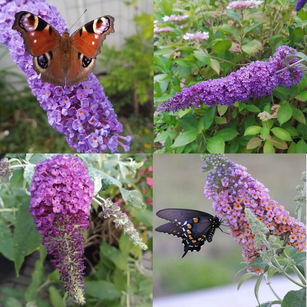 Buddleja davidii 'Violet'