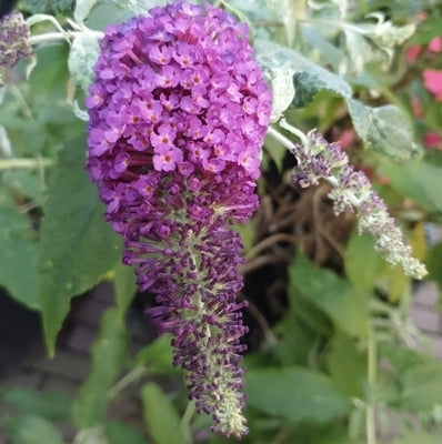 Buddleja davidii 'Violet'