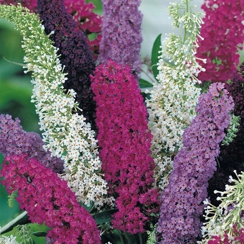 Buddleja davidii 'Violet'