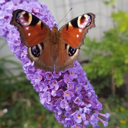 Buddleja davidii 'Violet'