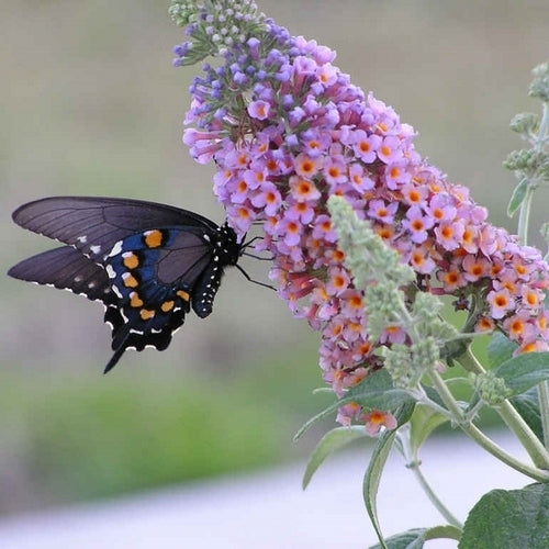 Buddleja davidii 'Violet'