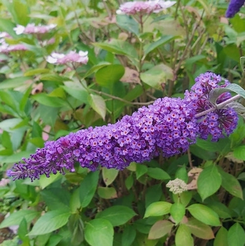 Buddleja davidii 'Violet'