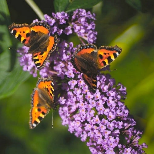 Buddleja davidii 'Violet'