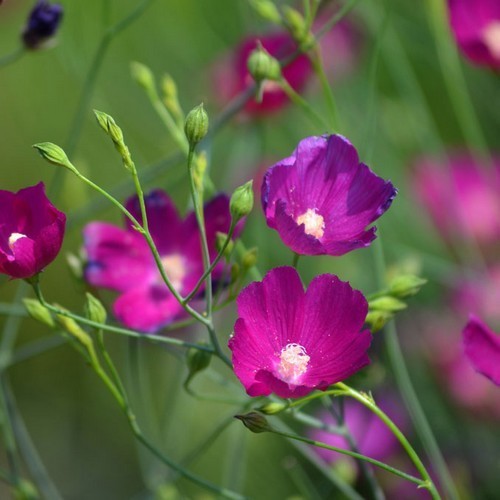 Callirhoe digitata