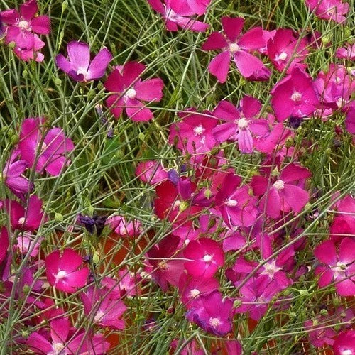 Callirhoe digitata