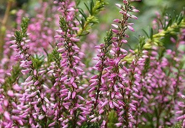 Heather
