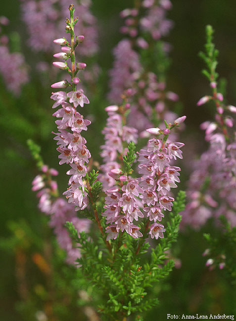 Heather