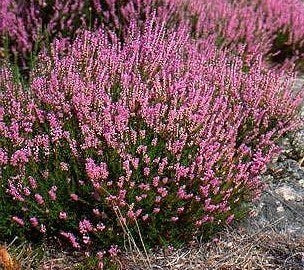 Heather