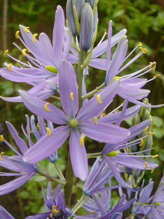 OKE Camassia leichtlinii ssp. Suksdorfii