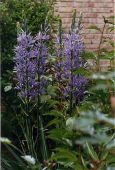 OKE Camassia leichtlinii ssp. Suksdorfii