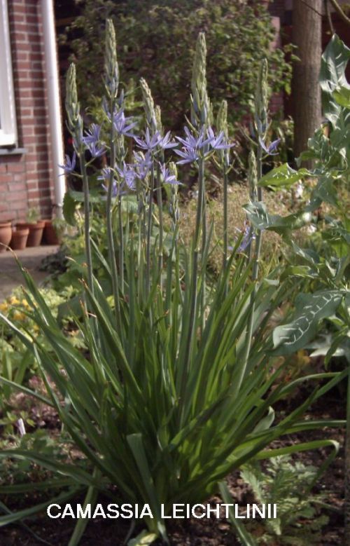 OKE Camassia leichtlinii ssp. Suksdorfii