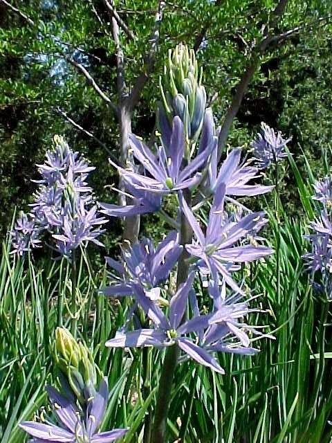 OKE Camassia leichtlinii ssp. Suksdorfii