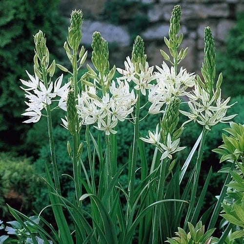Camassia leichtlinii 'Alba'