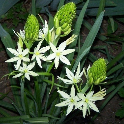 Camassia leichtlinii 'Alba'