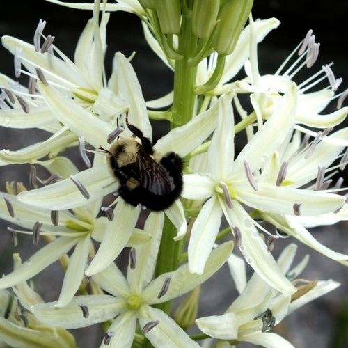Camassia leichtlinii 'Alba'
