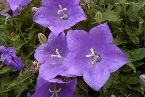 Campanula carpatica Blauw