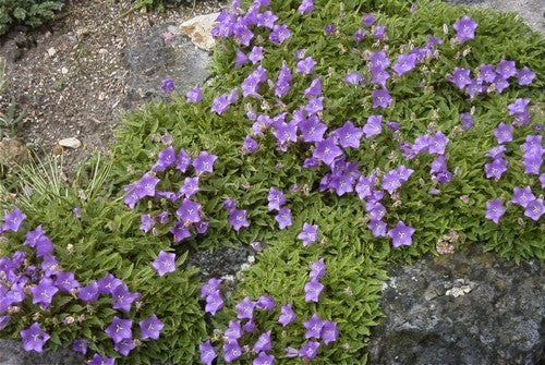Campanula carpatica Blauw