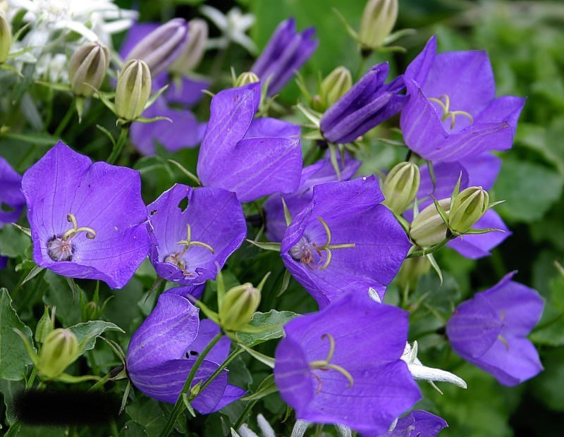Campanula carpatica Blauw