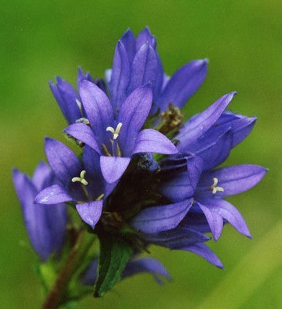 Campanula glomerata 'Superba' / 'Odessa'