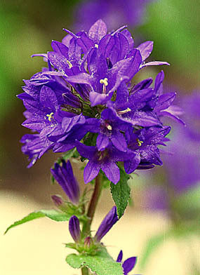 Campanula glomerata 'Superba' / 'Odessa'