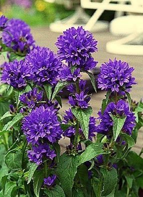 Campanula glomerata 'Superba' / 'Odessa'