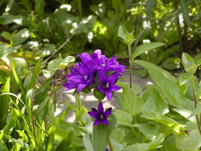 Campanula glomerata 'Superba' / 'Odessa'