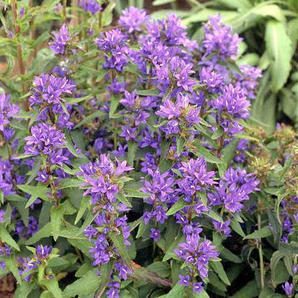 Campanula glomerata 'Superba' / 'Odessa'